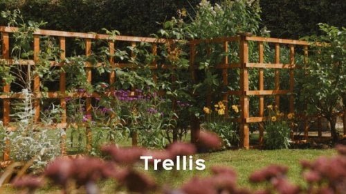 Trellis